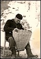 pieririchin.jpg
