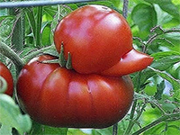 verdure strane verdure strane