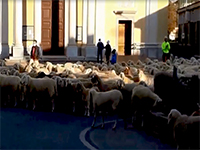 2021-03-18-pecore