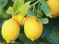Conservare limoni
